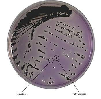 島津ダイアグノスティクス　粉末培地 アキュディア™ GAMブイヨン 300g